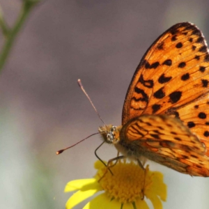 close up of a butterfly