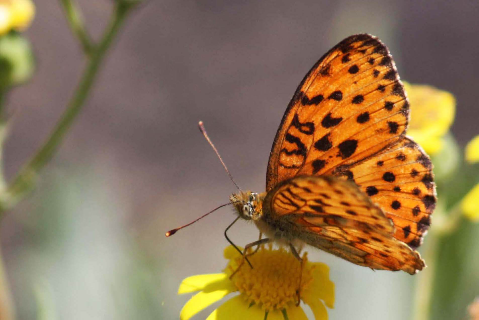 close up of a butterfly