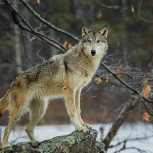 Wolf standing on rock with trees and snow in background