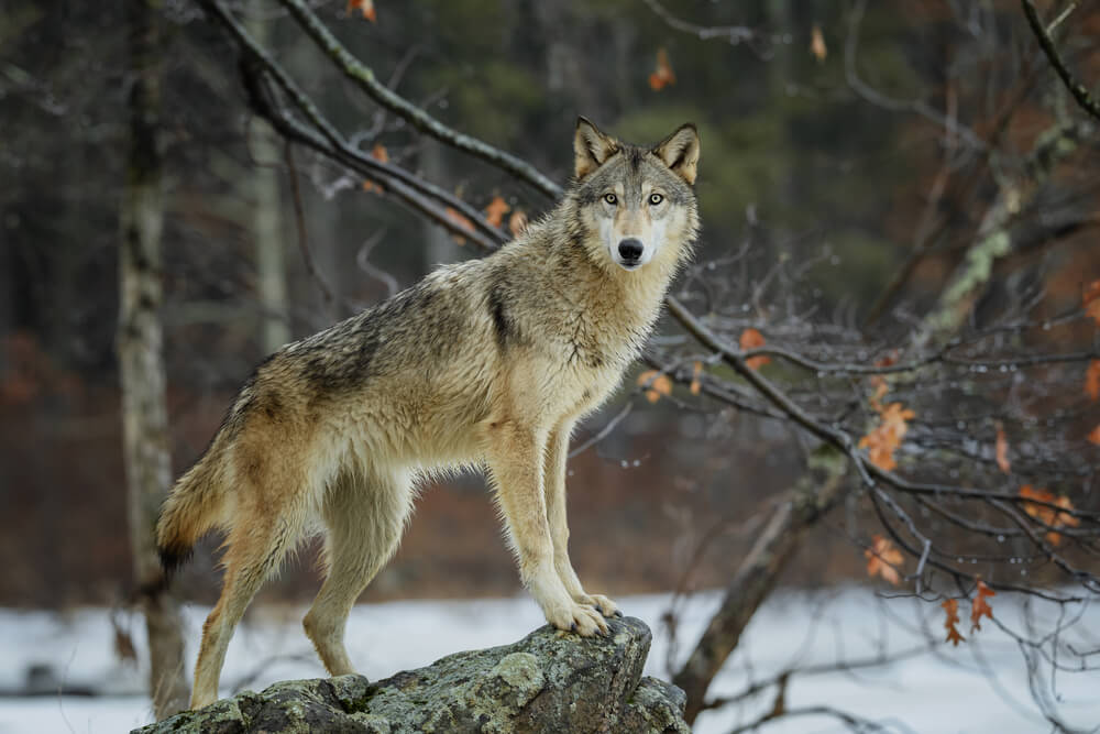 Wolf standing on rock with trees and snow in background