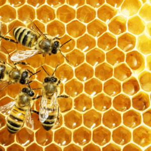 Close up view of the working bees on honey cells