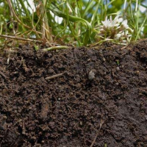 cross section view of soil and grass