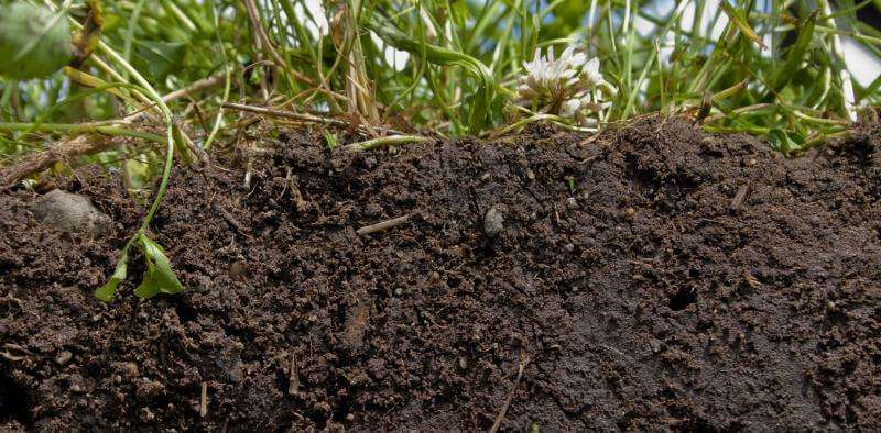 cross section view of soil and grass