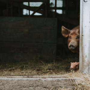 pig and piglet peaking out from a barn door