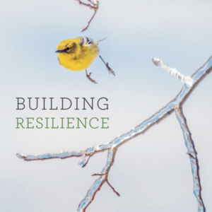 cover for the Clean Yield "Building Resilience" annual report cover showing a winter scene with a yellow songbird in flight