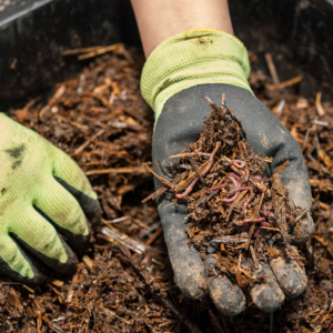 close up of gloved hands holding up worms in compost