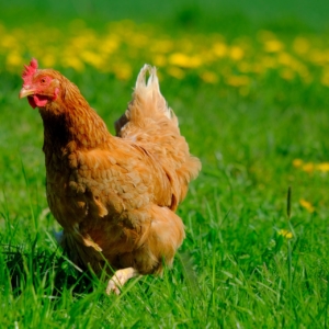 chicken in a green grassy field