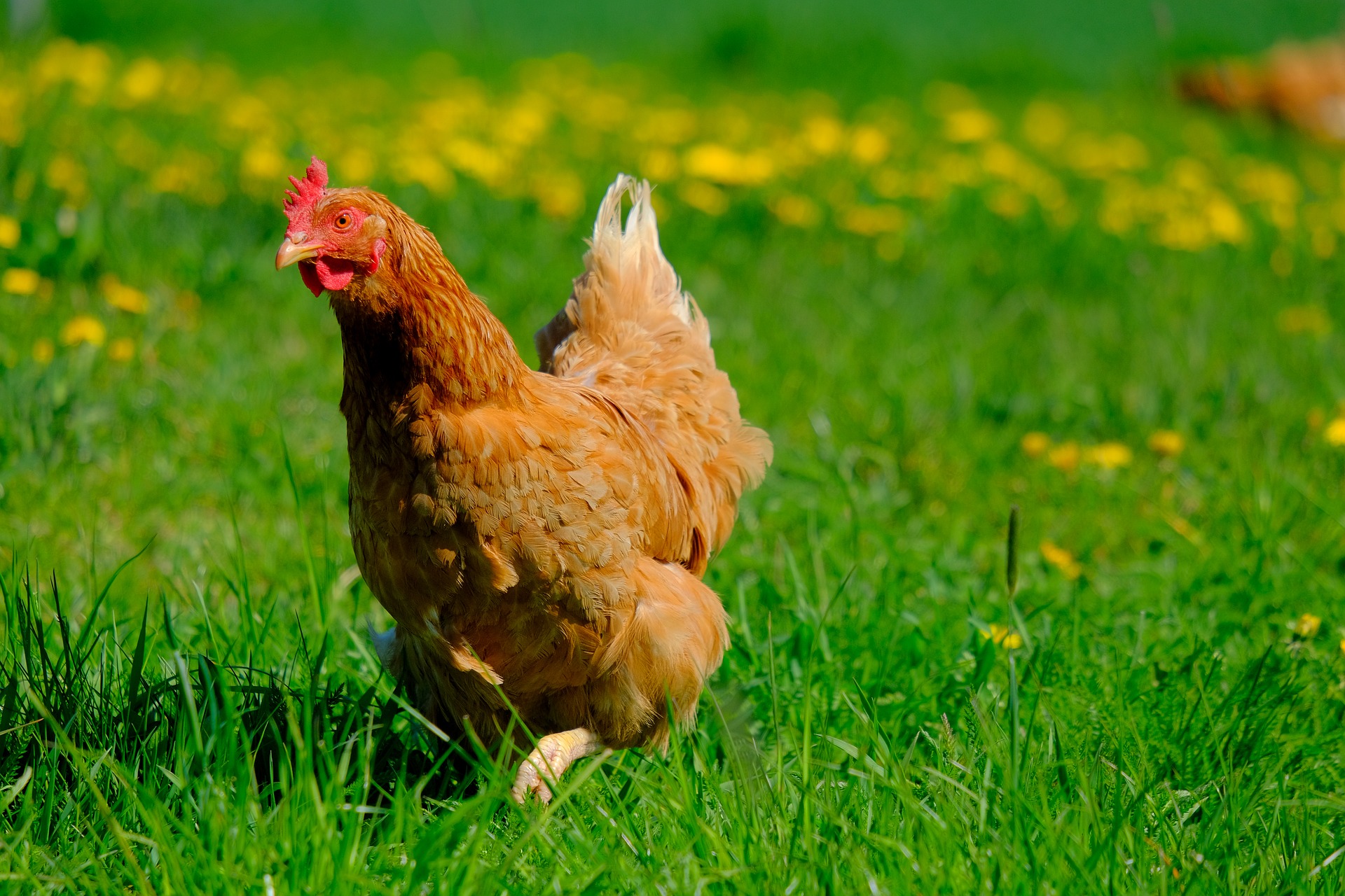 chicken in a green grassy field