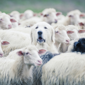 sheep herd with dog in middle