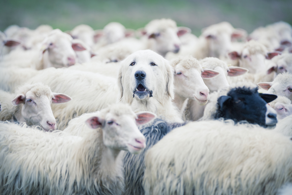 sheep herd with dog in middle