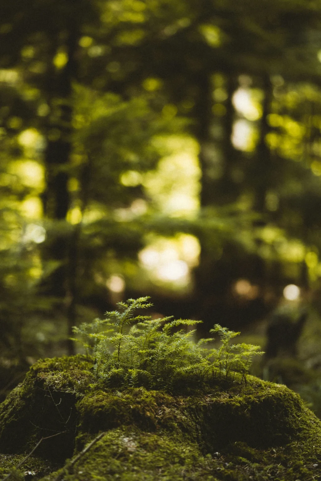 New plant grown on a tree stump in a forest.