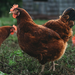 photo of pastured chickens in a regenerative agriculture system