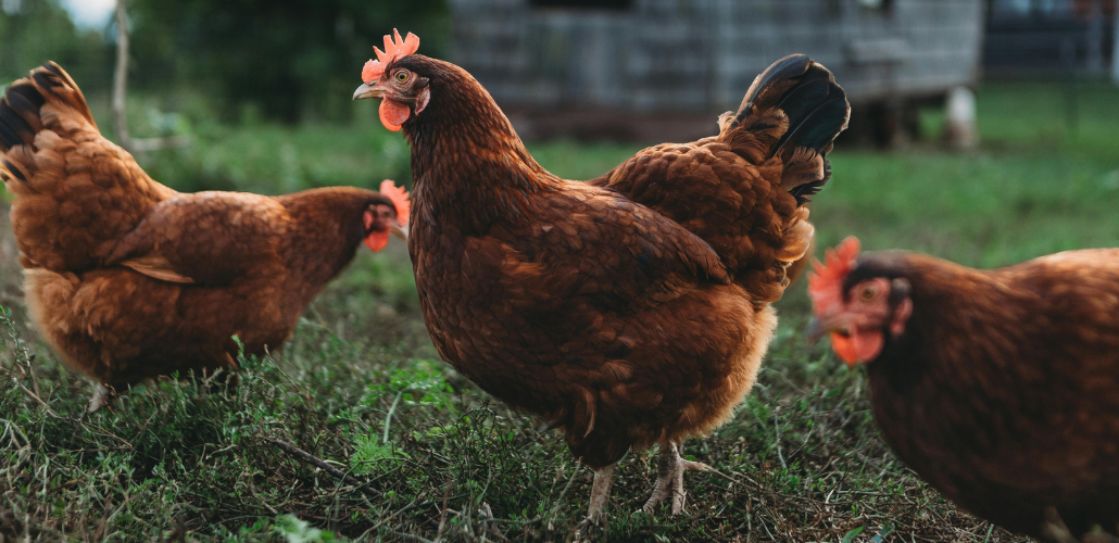 photo of pastured chickens in a regenerative agriculture system