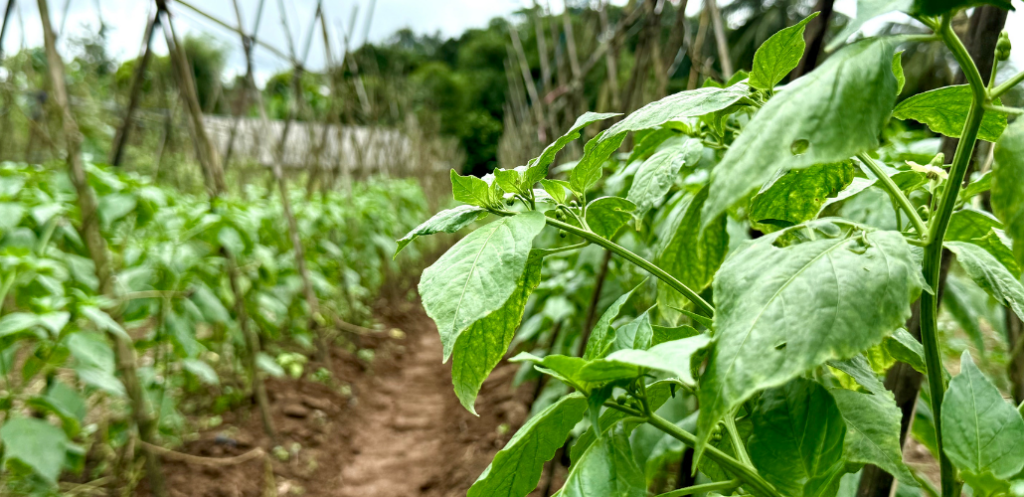 regenerative vegetable farm