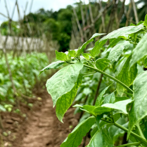 regenerative vegetable farm