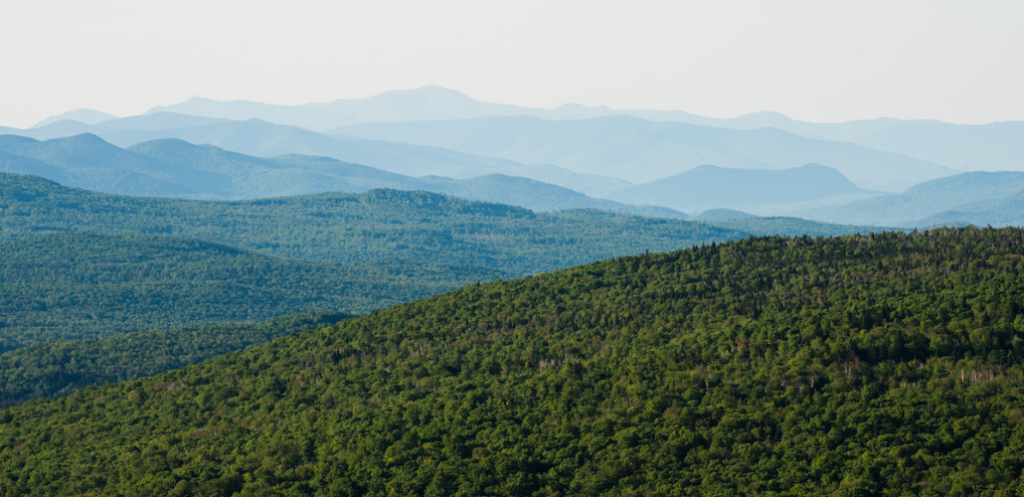 sustainable forestry investments cropped header photo