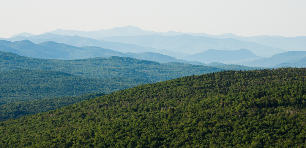 sustainable forestry investments cropped header photo